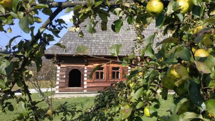 drewniana chałupa kryta gontem, zbudowana z bali z półkoliście wykrojonym otworem drzwiowym po lewej i dwoma niewielkimi okienkami po prawej. Widok spośród zielonych gałęzi jabłoni z dojrzewającymi owocami.