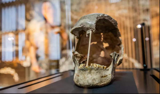 Najstarszy genom współczesnego człowieka odkryty w Muzeum Narodowym