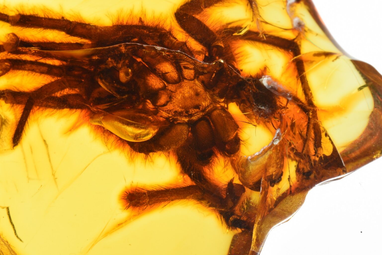 Podaj Trzy Przykłady Wykorzystania Bursztynu Przez Starożytnych Rzymian Jedyne takie na świecie - trzy inkluzje w bursztynie do obejrzenia w