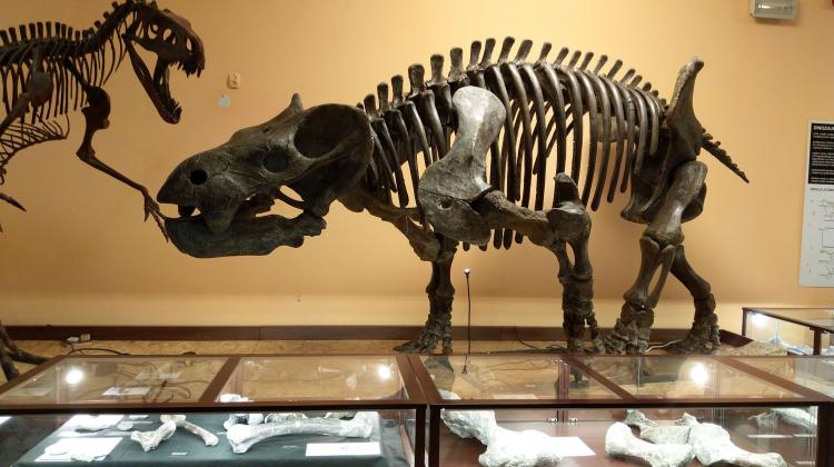 Muzeum Ewolucji: smok wawelski i jego ofiara
