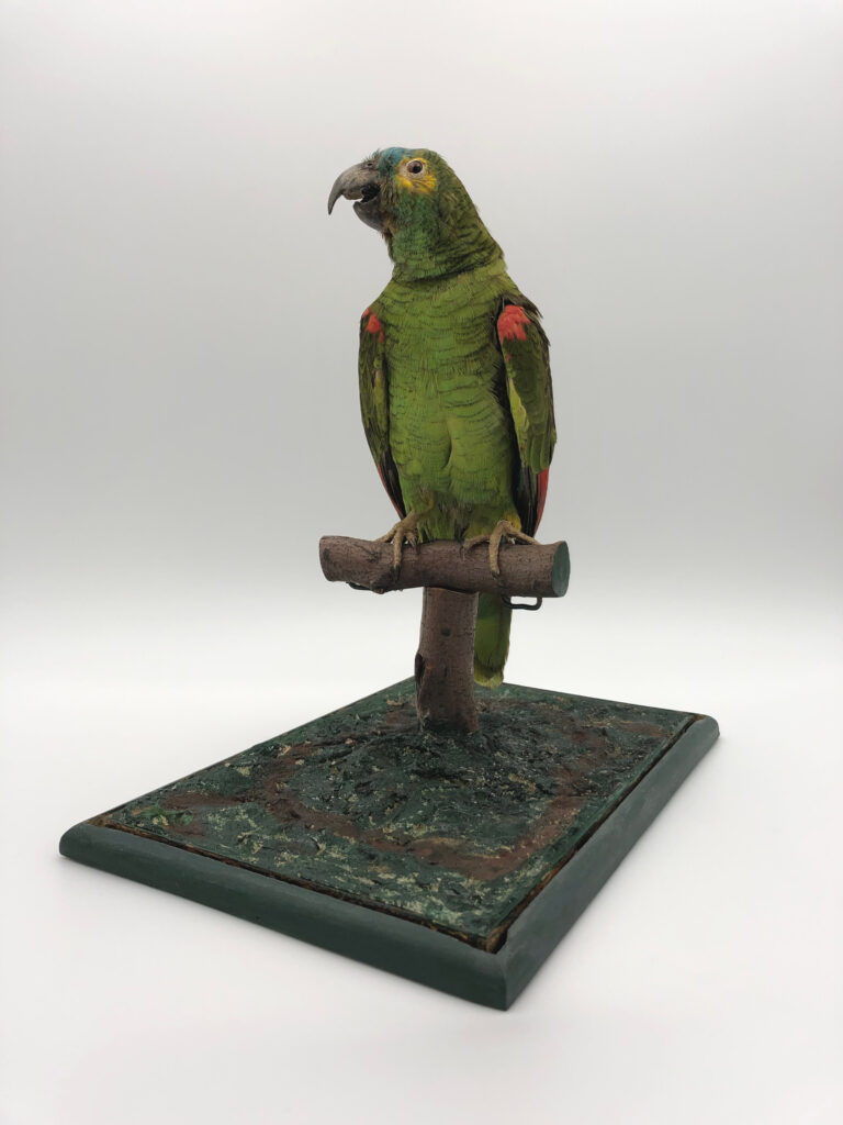 Tajemnica zielonej papugi