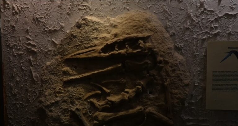 Dinozaury wciąż żywe? Sprawdź w Muzeum Mineralogicznym w Szklarskiej Porębie