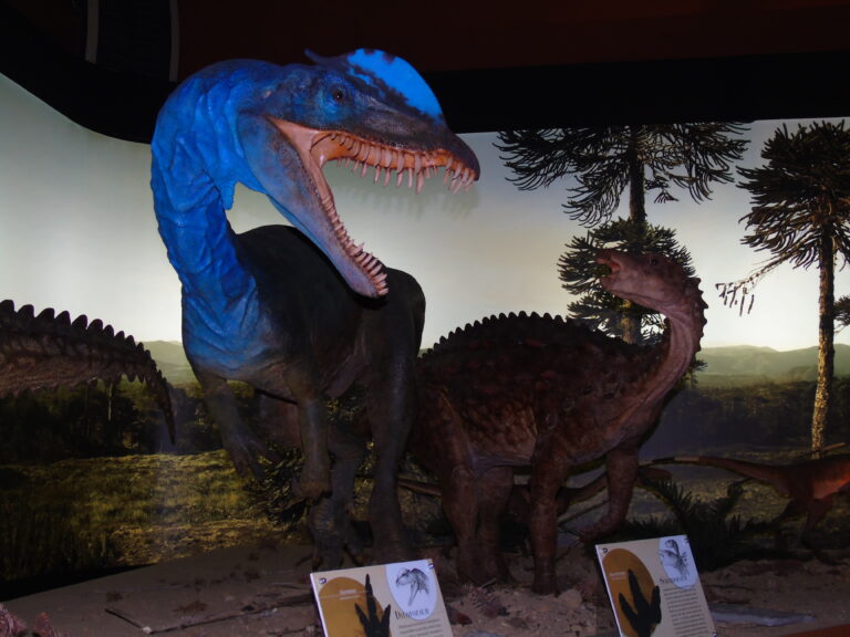 Wystawa paleontologiczna w Muzeum Przyrody i Techniki w Starachowicach