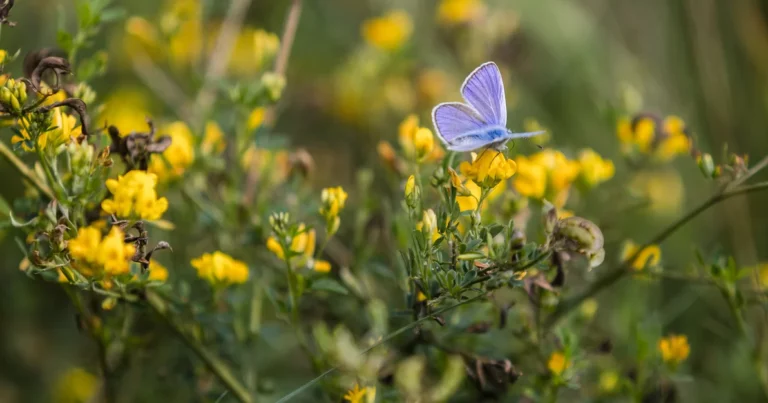 Mniej koszenia, więcej zieleni – z korzyścią dla mikroklimatu