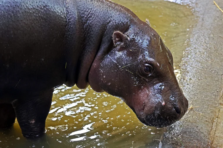 Nowa mieszkanka Gdańskiego Ogrodu Zoologicznego