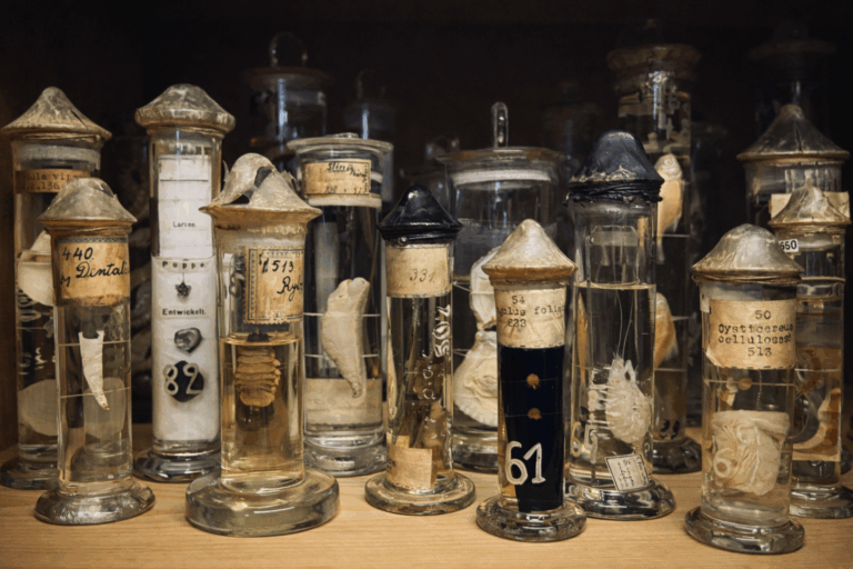 „Życie w słoju”. O wyzwaniach konserwacji preparatów mokrych w zbiorach muzealnych