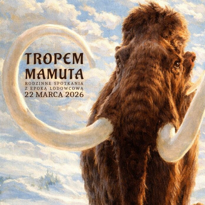 zbliżenie mamuta z ciosami