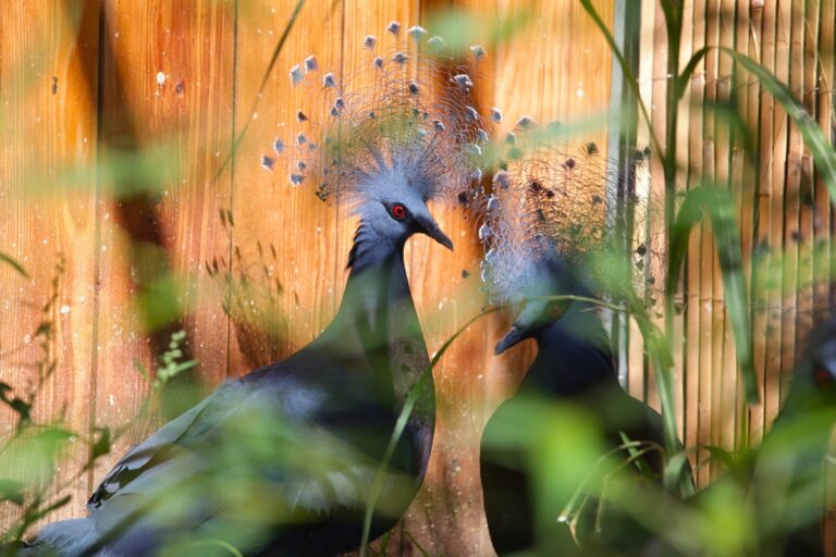 „Śpiewająca Azja” nową atrakcją Zoo Łączna